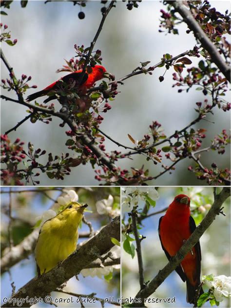 Male & Female Scarlet Tanager - Flower Hill Farm Retreat