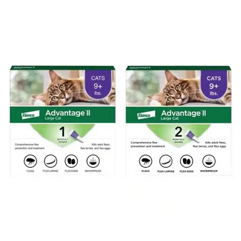 Best Flea Prevention For Cats: Top Products For A Flea-Free Feline ...