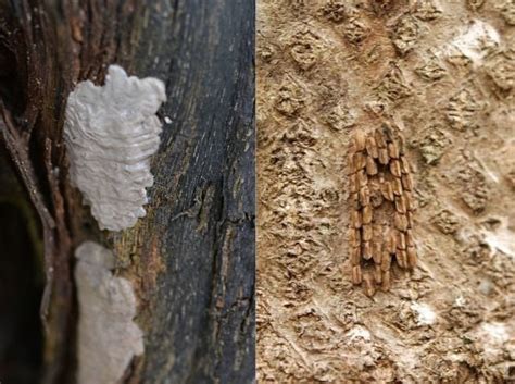 Spotted lanternflies enter adult, egg laying stage: here's what you ...