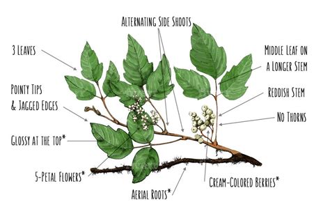 How to Identify Poison Ivy [Illustrated Guide] – Greenbelly Meals