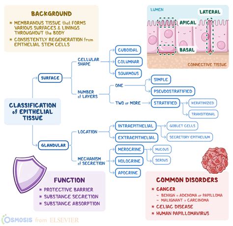 Epithelial Tissue: What Is It, Where It’s Found, and More | Osmosis