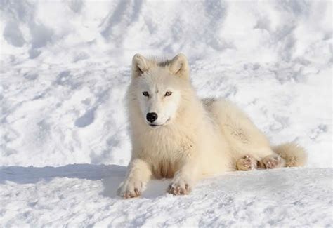 Enciclopedia animal | Animales de las regiones polares - Lobo ...