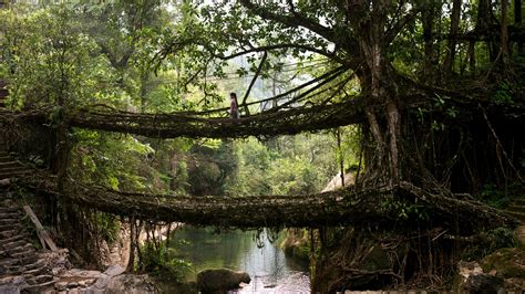 Meghalaya's Living Root Bridges: Complete Travel Guide