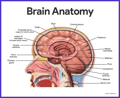 Nervous System Anatomy and Physiology | Nervous system anatomy, Human ...