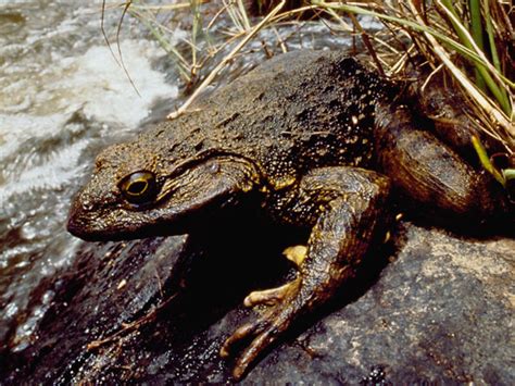 Goliath Frog