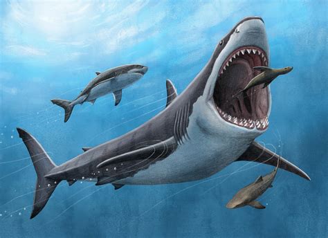 Photo | Megalodon illustration | UCLA