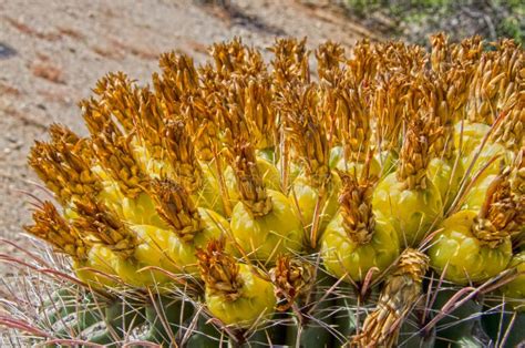 Fruit of a Barrel Cactus stock image. Image of fruit - 112693419