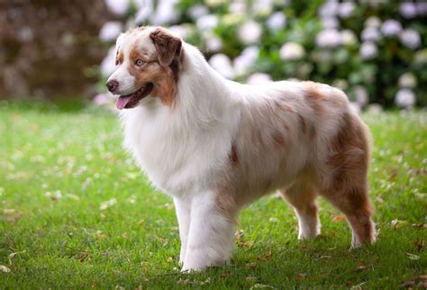 Australian Shepherd | Dog, Description, Summary, Temperament, & Facts ...