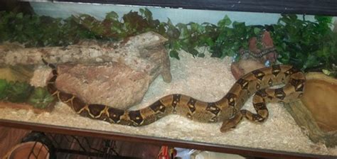 Red Tail Boa - A Complete Care Guide - Reptileszilla