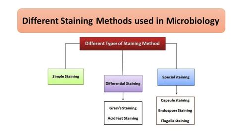 Different Staining Methods used in Microbiology - Microbiology Notes