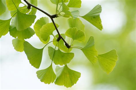 Ginkgo-Extrakte: Neu in der S3-Leitlinie „Demenzen“ – Naturheilkunde ...