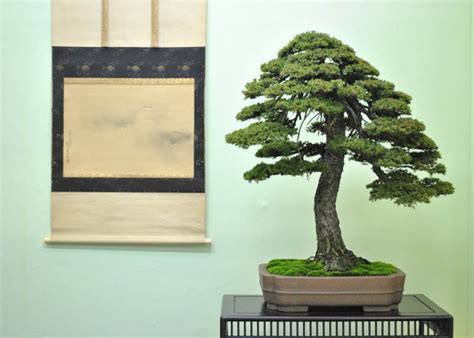 Care guide for the Spruce Bonsai tree (Picea) - Bonsai Empire