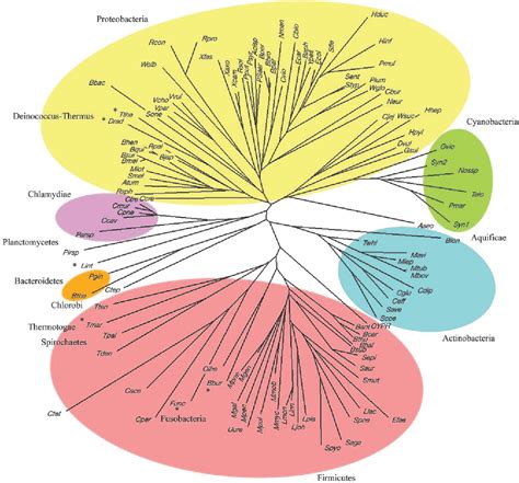 Figure 1 from Phylogeny determined by protein domain content ...