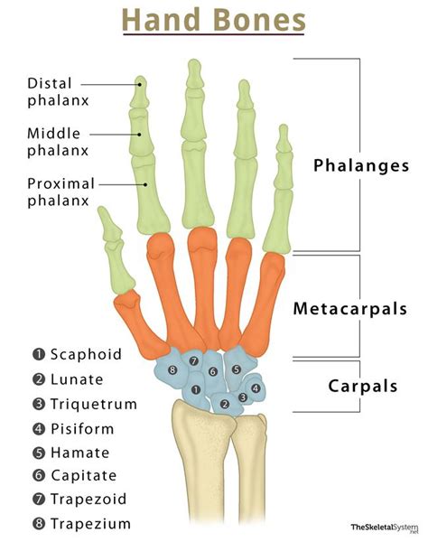 Hand Bones - Names & Structure with Labeled Diagrams