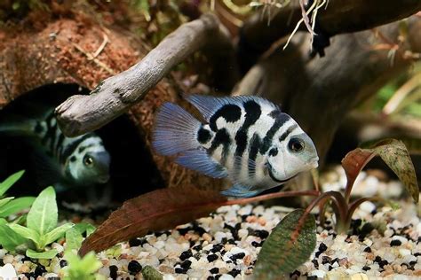 Polar Blue Parrot Cichlid: Size, Tank Mates, & Care