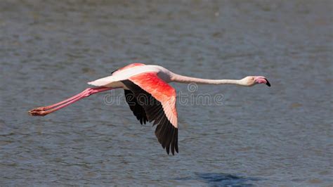 Flying Flamingo Blue Sky Background Chile Atacama Desert Stock Photo ...