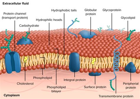 Flexi answers - What are membrane proteins? | CK-12 Foundation