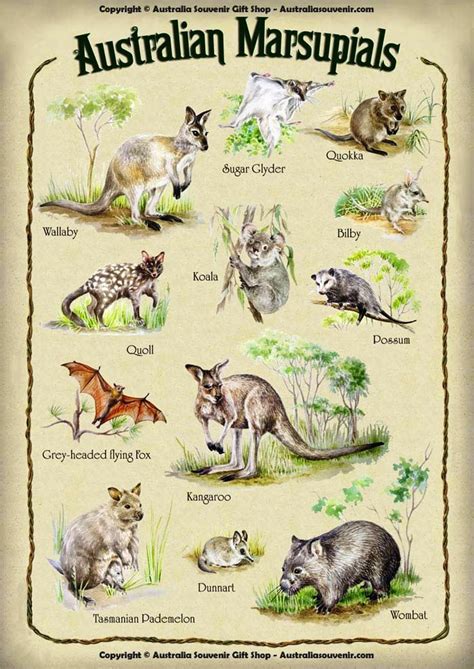 AUSTRALIAN MARSUPIAL CHART. | Biologia | Pinterest | Student-centered ...