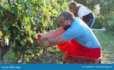 Farmers Vinedressers Harvesting Grape Crop at Small Family Organic ...