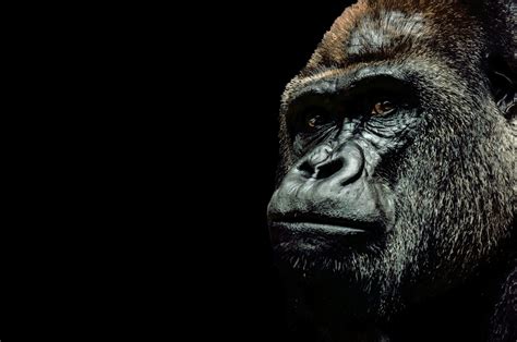 Download Animal Gorilla HD Wallpaper