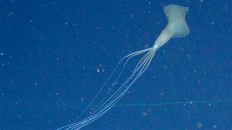 This super rare bigfin squid is a deep-sea mystery - RiAus Education