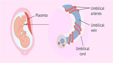 Cord Knots During Pregnancy