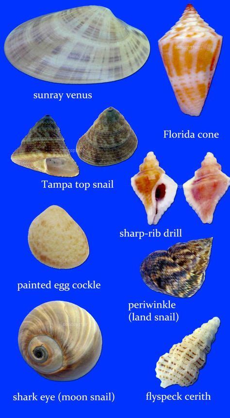 100+ Best Texas sea shell types images in 2020 | sea shells, seashell ...