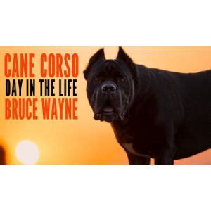 The Cane Corso Named Bruce Wayne – Everything You Need To Know! (2024)