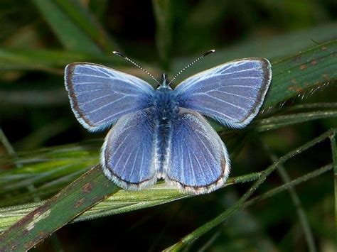 Palos Verdes blue butterfly | Blue butterfly, Palo verde, Blue ...