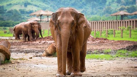 Inside Chiang Mai's Elephant Nature Park | CNN Travel