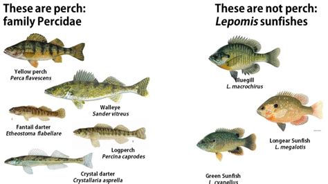 Redear Sunfish Description, Diet, Lifespan and Record - SeaFish (2022)