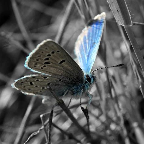 Mission Blue Butterfly | cam fortin | Flickr