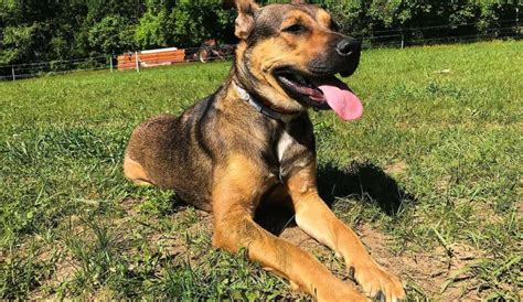 German Shepherd Pitbull Mix: Breed Information, Traits & Facts - Fuzzy ...