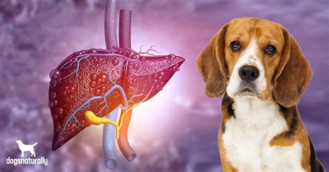 How To Spot The Early Signs Of Liver Disease In Dogs - Dogs Naturally