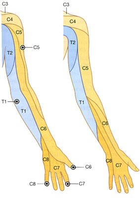 Dermatomes Chart Upper Limb