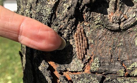 Bartlett Tree Experts: Spotted Lanternfly