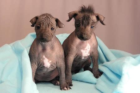 The Hairless Dogs of Peru - Enigma Blog