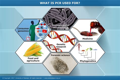 What is PCR used for? — Science Learning Hub