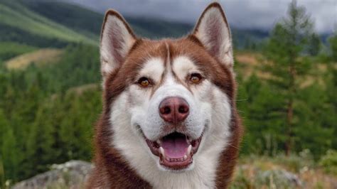 Red Husky: The Basics About Siberian Huskies in This Color