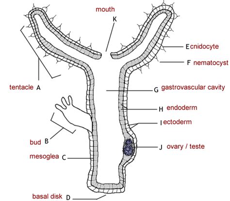 Hydra Anatomy Answer Key