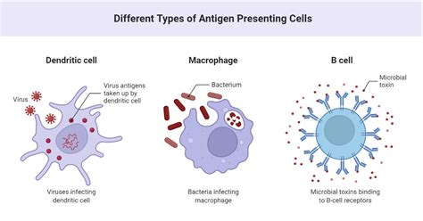 Different Types of Antigen Presenting Cells | BioRender Science Templates