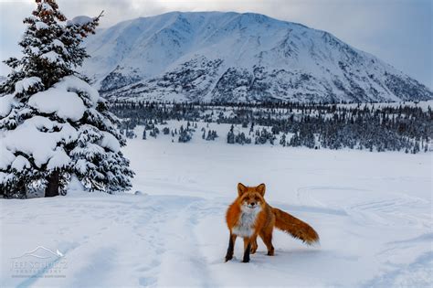 Wildlife & Bird Photography of Alaska - Jeff Schultz Photography