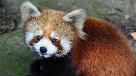 Cute red panda cubs delight crowds in new Hangzhou home - CGTN