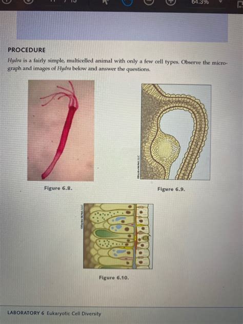 Solved 64.3% PROCEDURE Hydra is a fairly simple, multicelled | Chegg.com