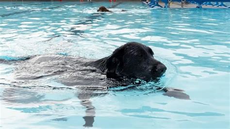 The Sheprador - (German Shepherd And Lab Mix) - LabraJoy