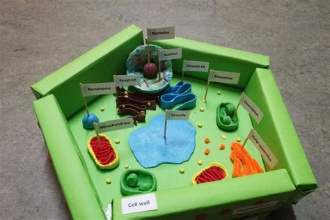 How to Create 3D Plant Cell and Animal Cell Models for Science Class ...