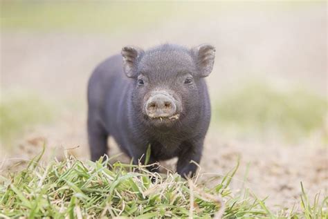 What To Know Before Adopting a Teacup Pig - Critter Culture