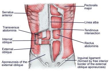 Regions and Planes of the Abdomen: Overview, Abdominal Skin ...