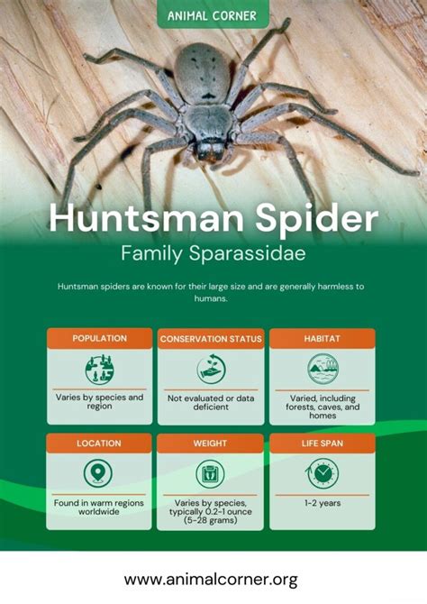 Huntsman Spider - Facts, Bite & Habitat Information