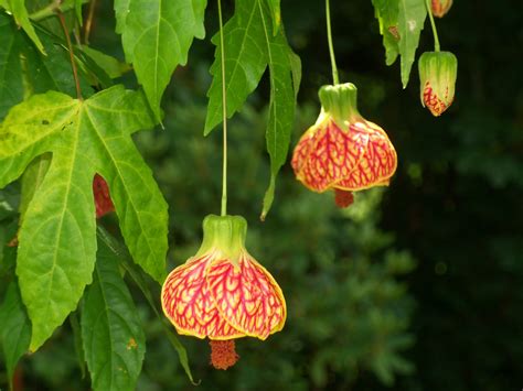 It's All About the Flowers!: Chinese Lanterns